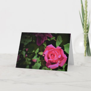 Red Rose, card