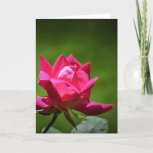 Red Rose, card