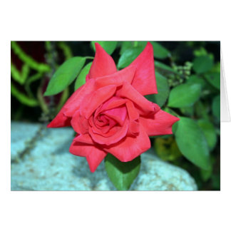 Red Rose Card