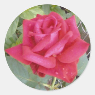 Red Rose Classic Round Sticker