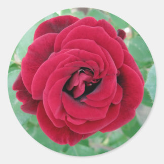 red rose classic round sticker