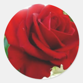 Red rose classic round sticker