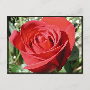Red Rose Close Postcard