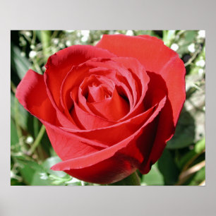 Red Rose Close Print