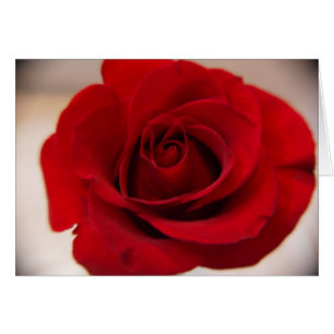 Red Rose Close Up