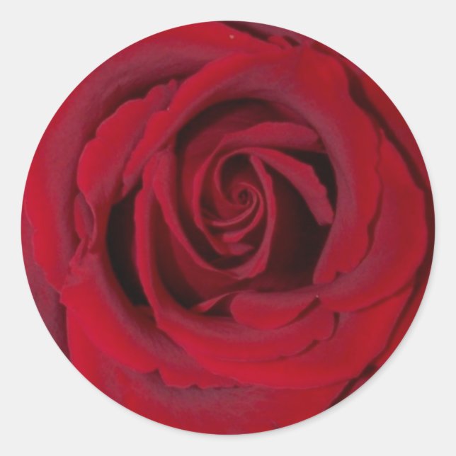 red rose close up classic round sticker (Front)