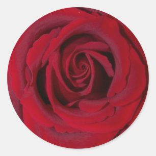 red rose close up classic round sticker