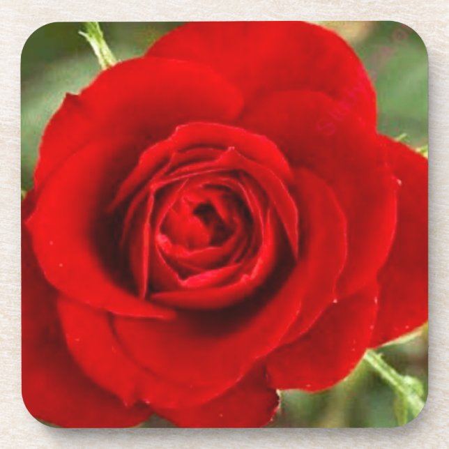 Red rose coaster set (Front)