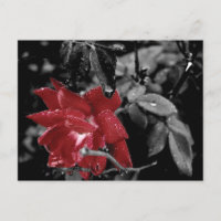 Red Rose colour splash photo