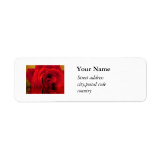 red rose flower