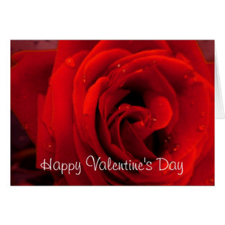 Red rose flower