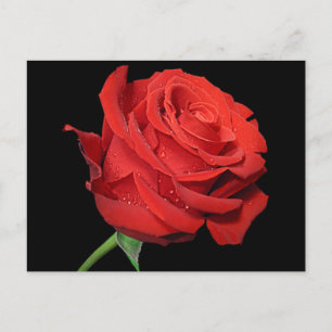 Red Rose Flower Blank Floral Black Postcard