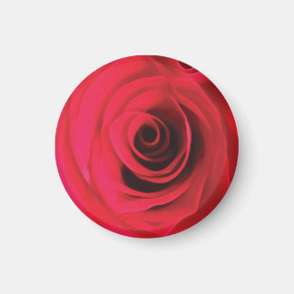 Red rose flower detail magnet