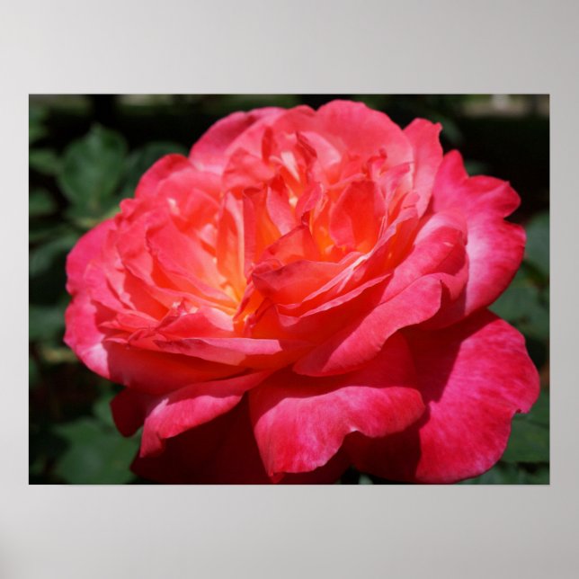 Red Rose Flower Fine Art Prints Roses Garden (Front)