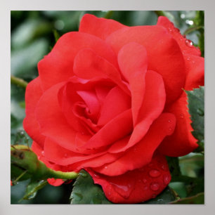 Red Rose Flower In Bloom With Raindrops Poster