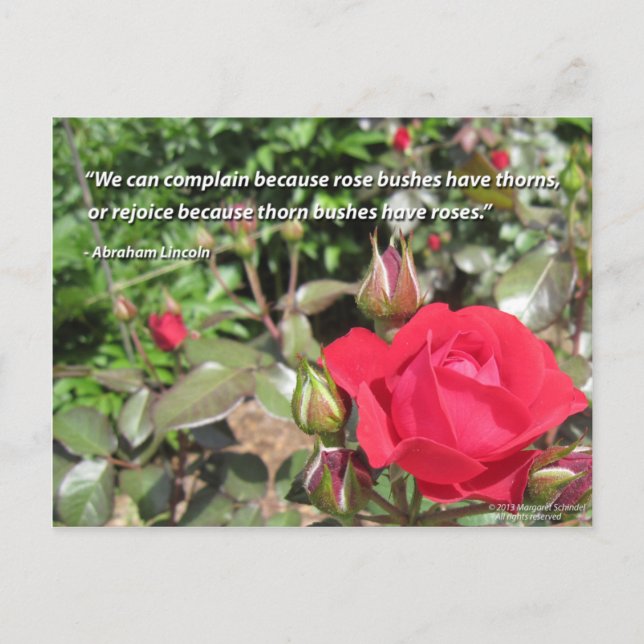 Red Rose Flower Postcard with Gratitude Quote (Front)