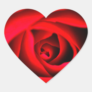 Red rose flower Sticker
