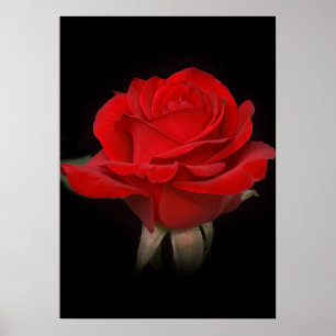 Red Rose for You Poster