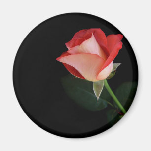 Red rose fridge magnet