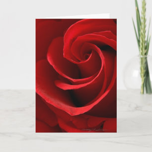 Red Rose Greeting Card
