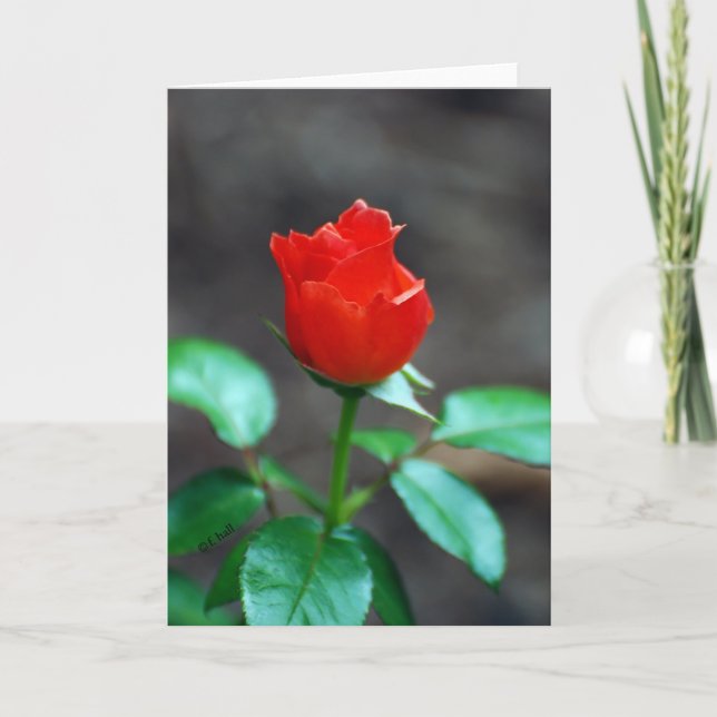 Red Rose greeting card blank inside (Front)