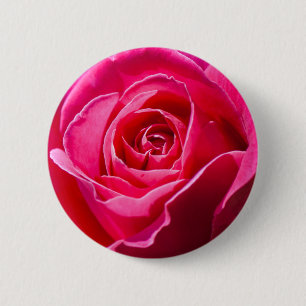 Red rose growing in a garden 6 cm round badge