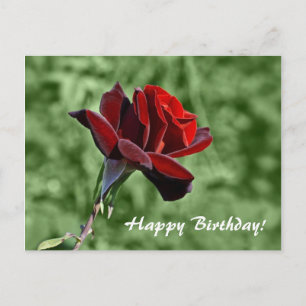 Red Rose Happy Birthday Floral  Postcard