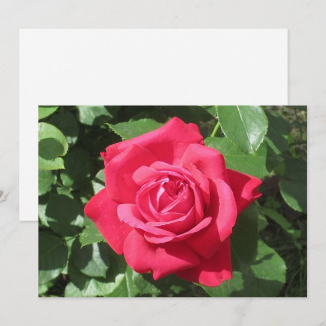 Red Rose Holiday Card (Front/Back)