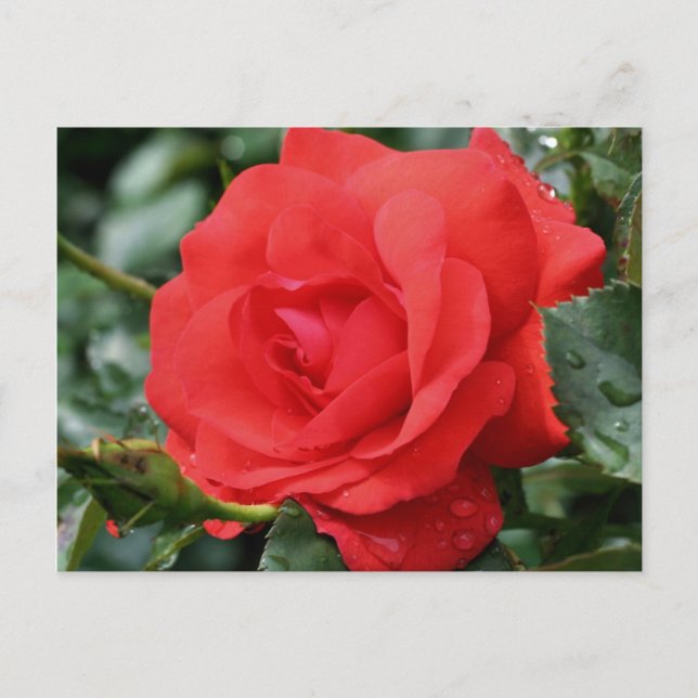 Red Rose In Bloom Flower Photography Postcard (Front)