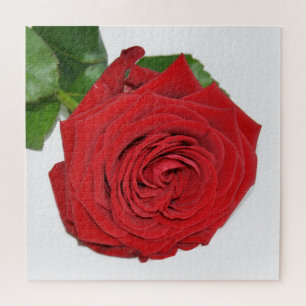 Red Rose Jigsaw Puzzle