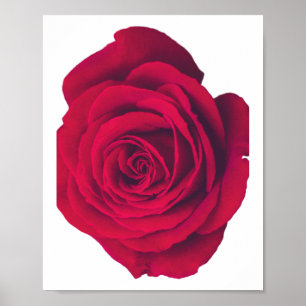 Red Rose Large Facing Left Poster
