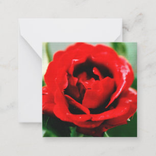 Red Rose Love Card