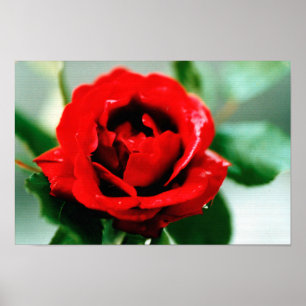 Red Rose Love Poster