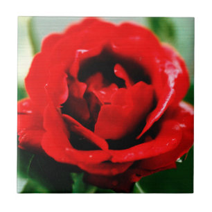 Red Rose Love  Tile