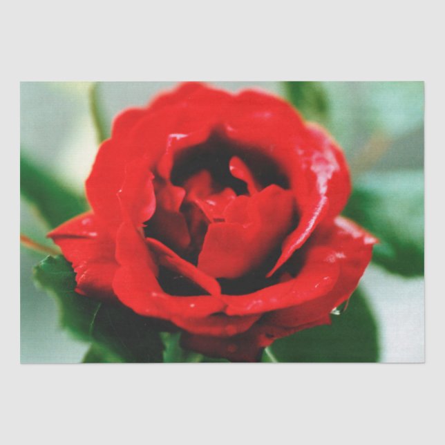 Red Rose Love    Tissue Paper (Front)