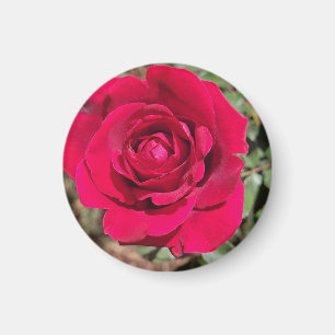 Red Rose Magnet