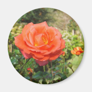 Red Rose magnet