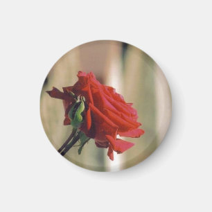 Red Rose Magnet
