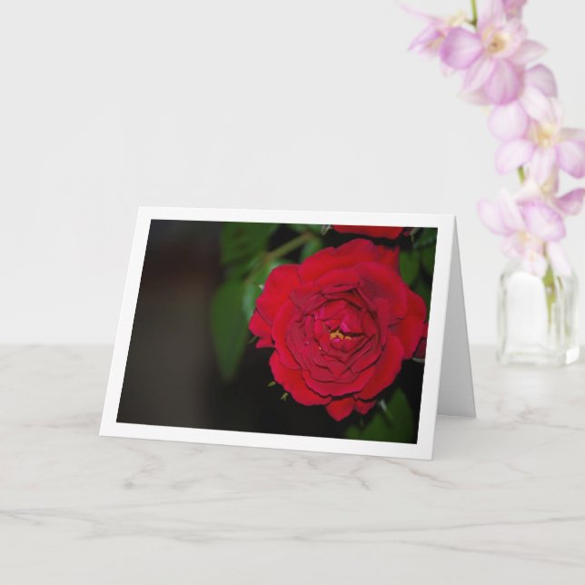 Red Rose Night Portrait Card (Orchid)