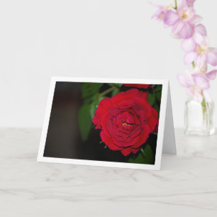 Red Rose Night Portrait Card