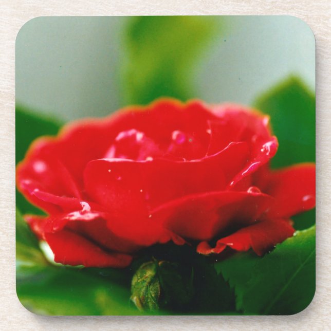 Red Rose of passion covered with dew drops  Coaster (Front)
