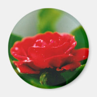 Red Rose of passion covered with dew drops