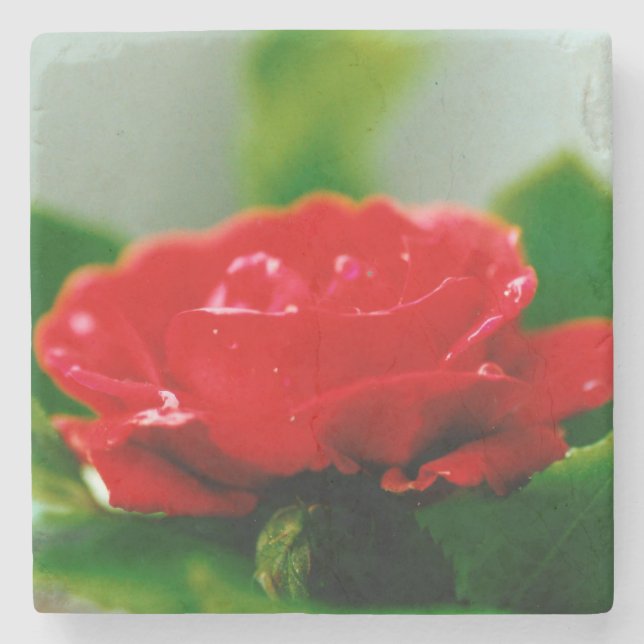 Red Rose of passion covered with dew drops  Stone Coaster (Front)