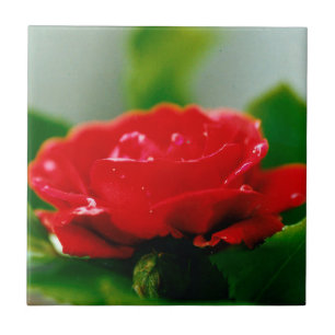 Red Rose of passion covered with dew drops Tile