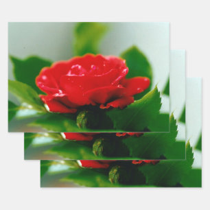 Red Rose of passion covered with dew drops Wrapping Paper Sheet