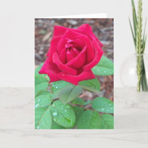 Red Rose on a blank notecard