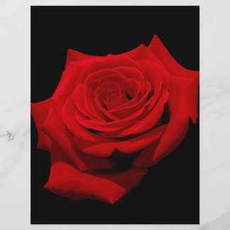 Red Rose on Black Background
