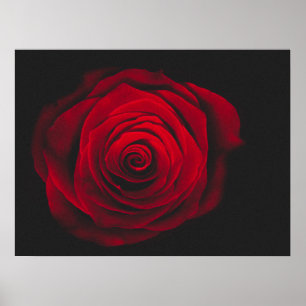 Red rose on black background vintage effect poster