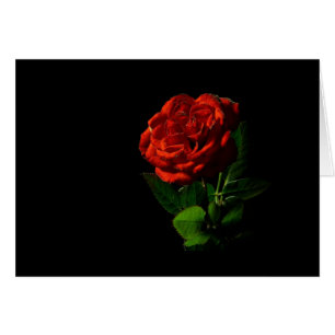 Red Rose on Black Floral