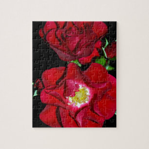 Red rose on black.jpg jigsaw puzzle